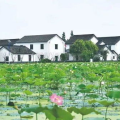 青浦网红村,古韵新潮，魅力乡村的蜕变之旅”