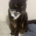 猫撩小姐姐,成功撩动小姐姐芳心